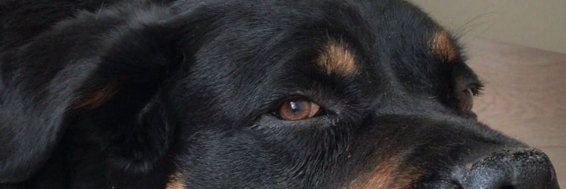 busekaplannn's profile banner image