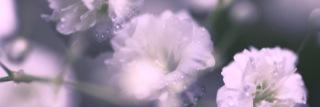nyako_nora's profile banner image