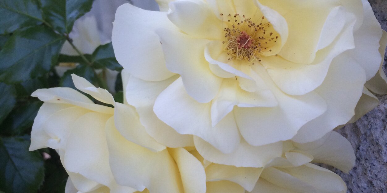 missrosaaa's profile banner image