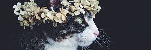 ar_n1_'s profile banner image