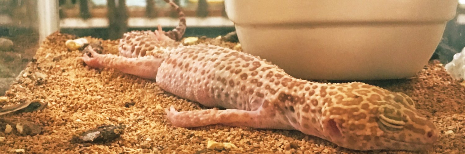 ちきぼーん banner