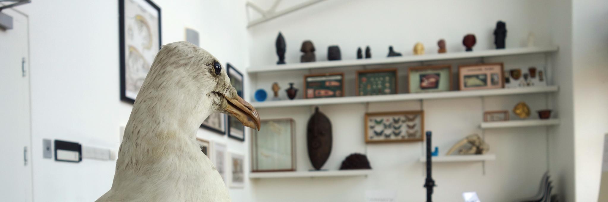 McrMuseum Collection banner