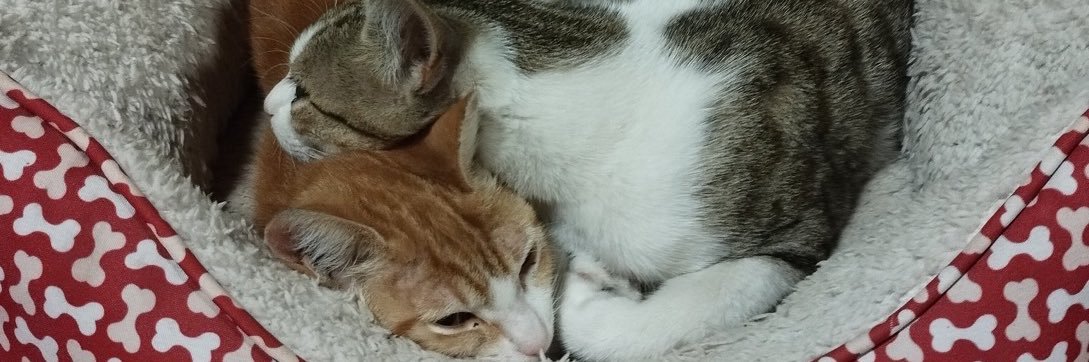 Velgi29's profile banner image