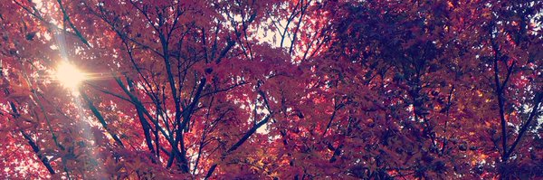 Sweeet83 Profile Banner