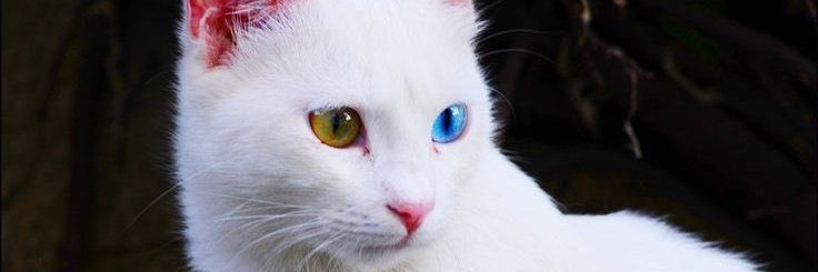 Dersim38's profile banner image