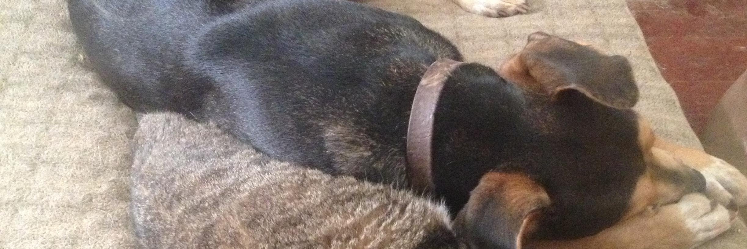 DogsRuleCatsToo's profile banner image