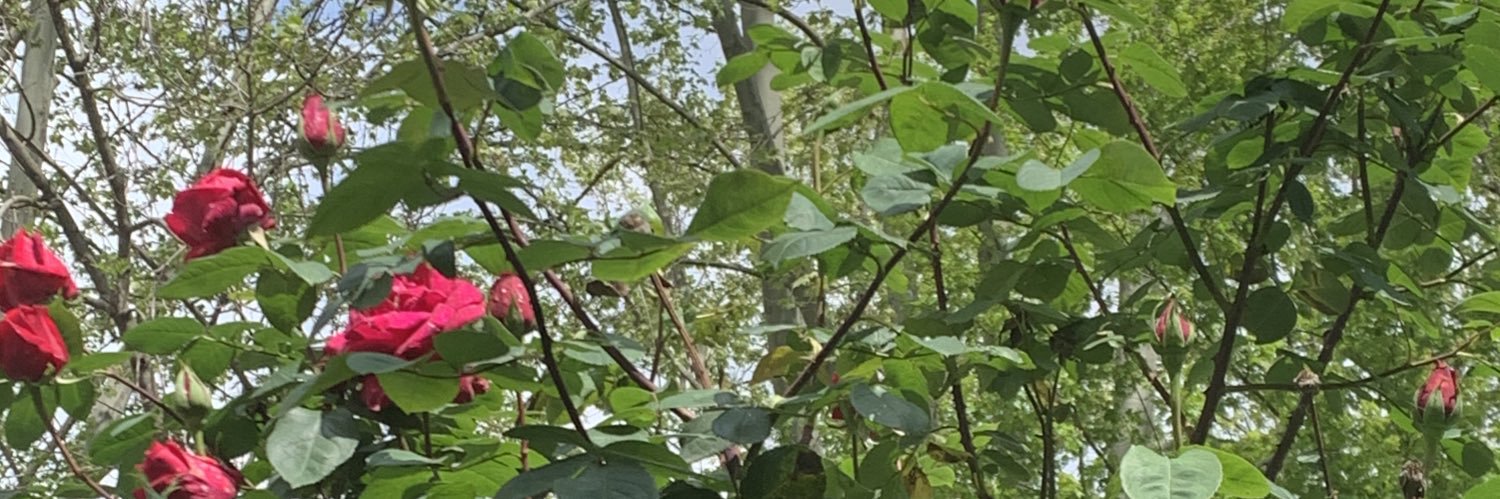 Meius Ferrés banner