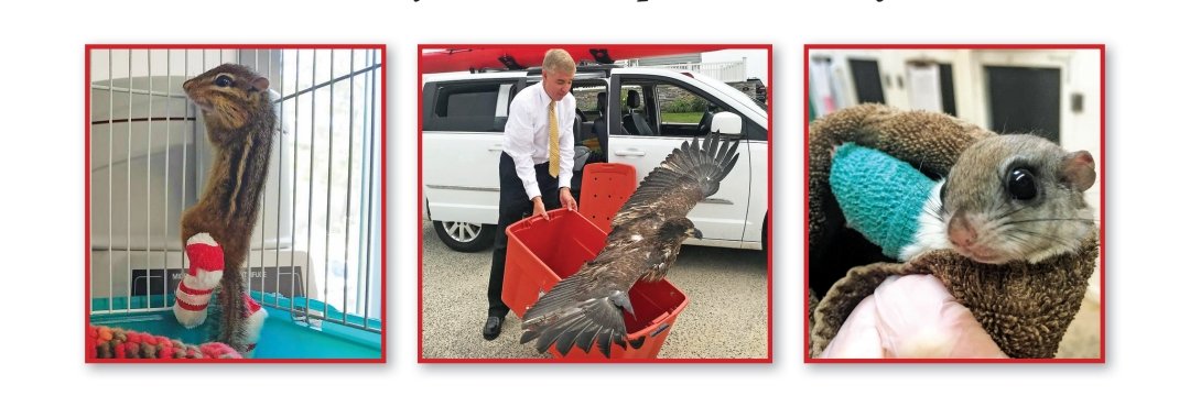 Wildlife Rescue banner