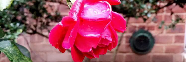 _ChelseaDuffy's profile banner image