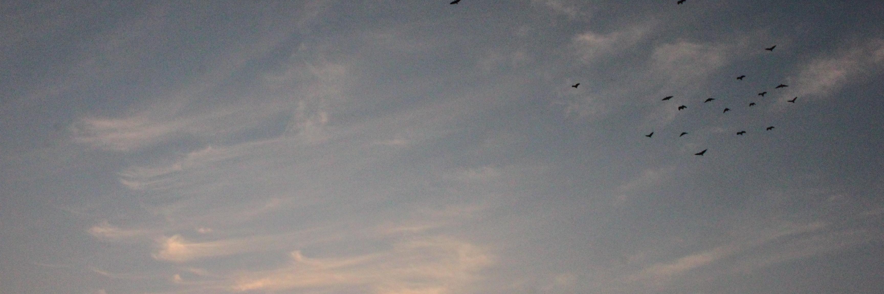 Jip van Leemput banner