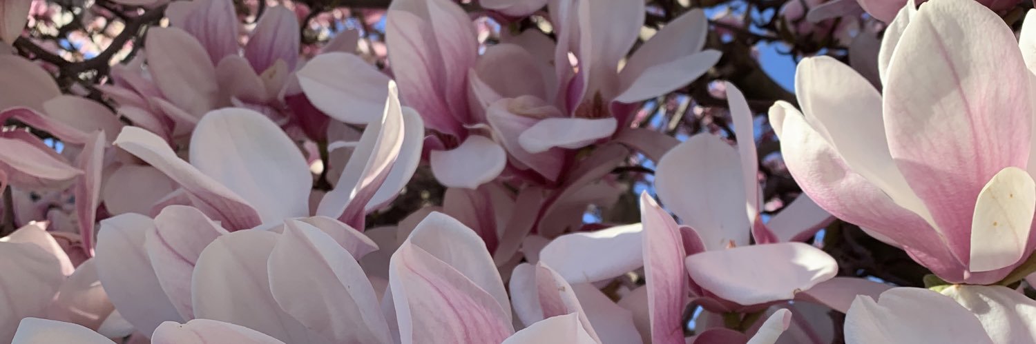 mariagallucci's profile banner image