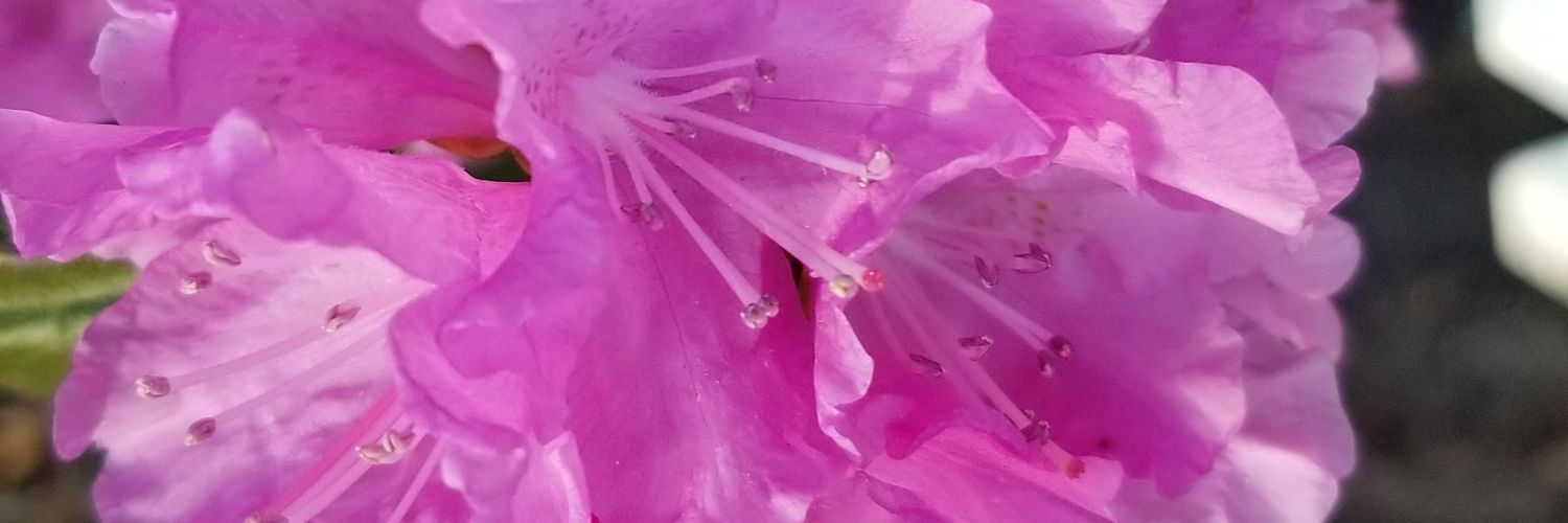 roxxrae4's profile banner image