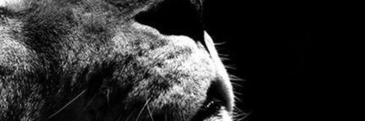 IKECODY's profile banner image