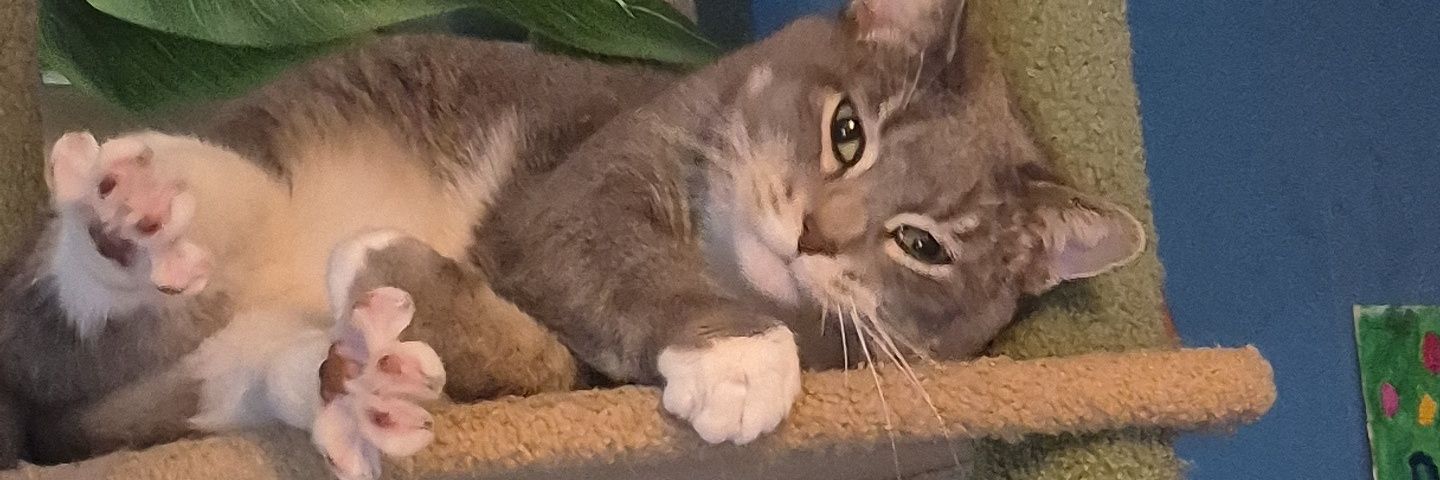 Decolonial_Cats banner