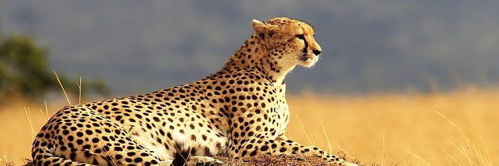GTrades__'s profile banner image