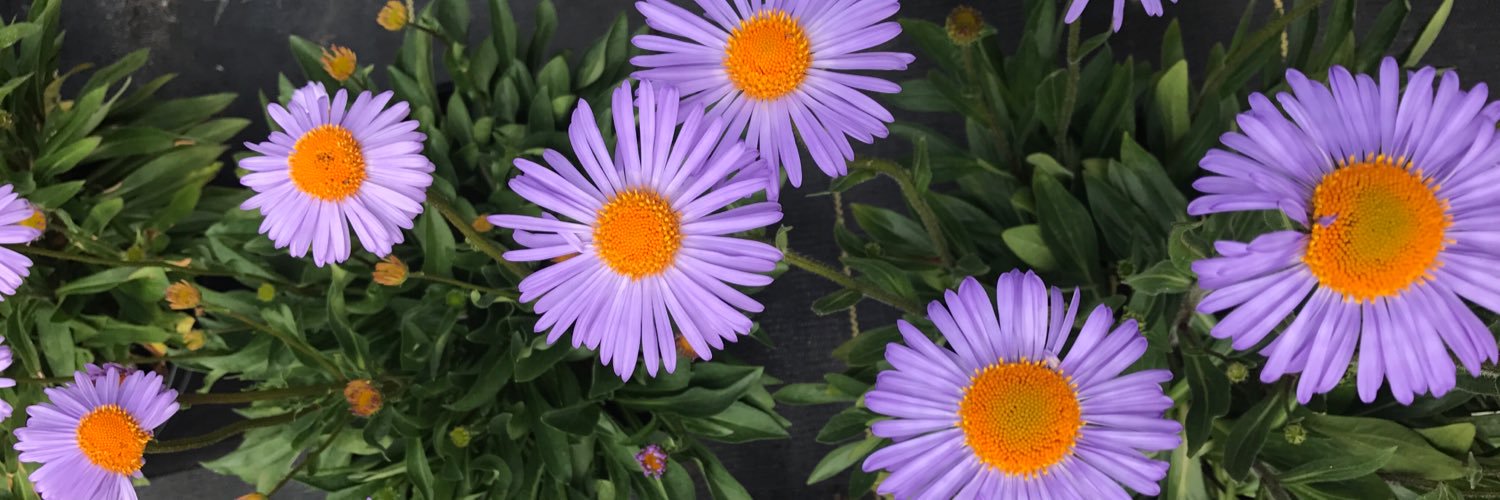 marissabeth13's profile banner image