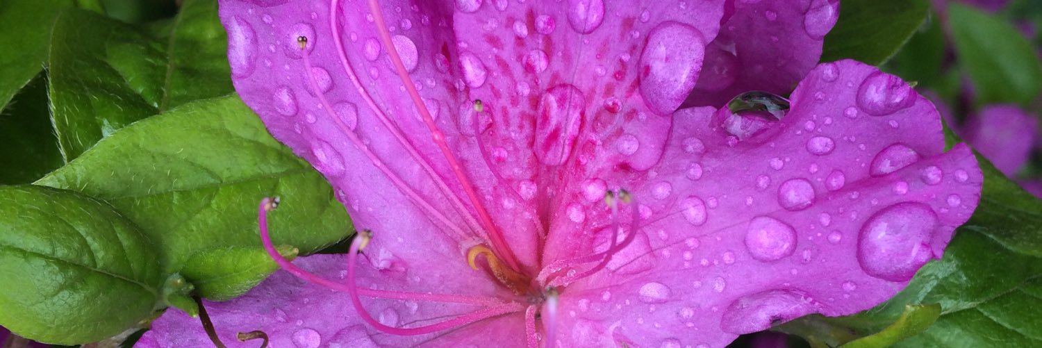 helcraig's profile banner image