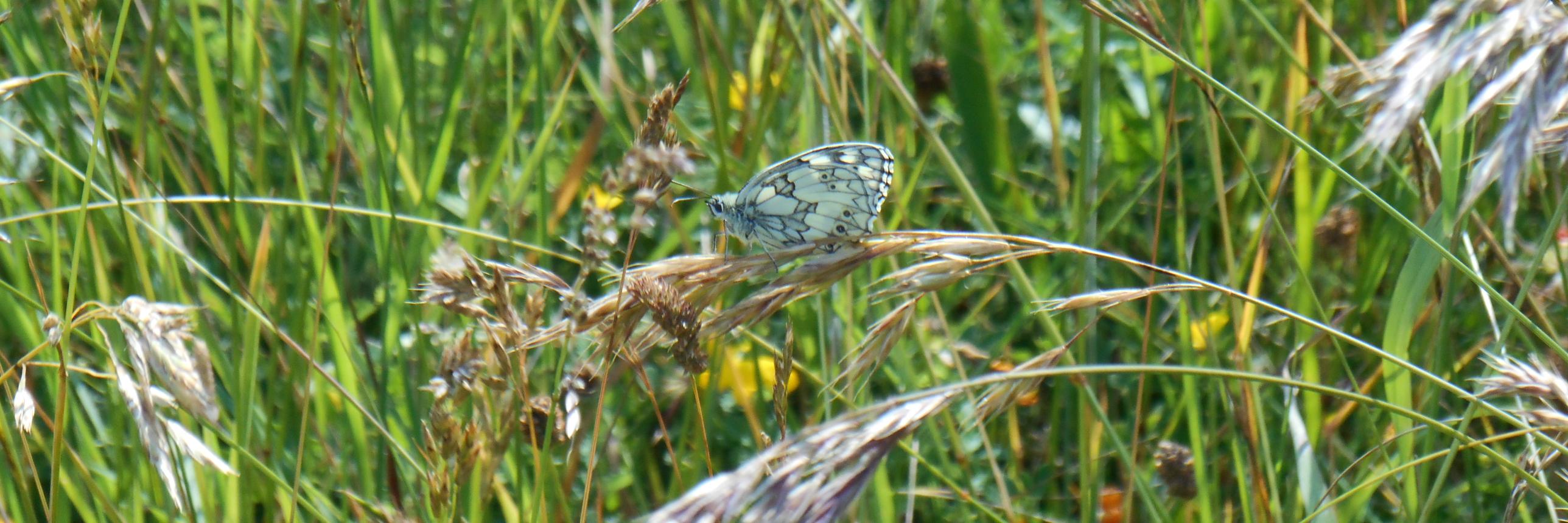 Emma Williams banner