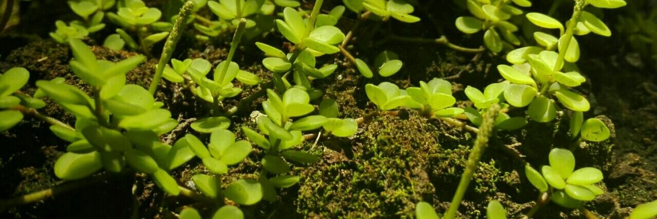 kevinivanph's profile banner image