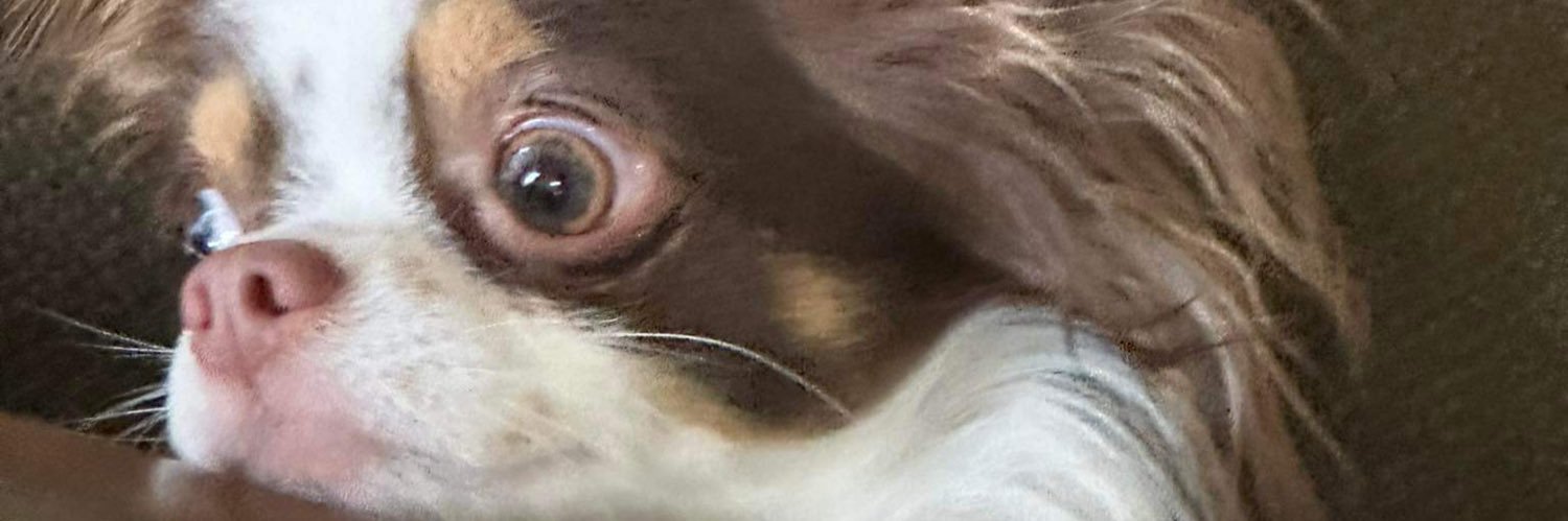 jaycapatrisha's profile banner image