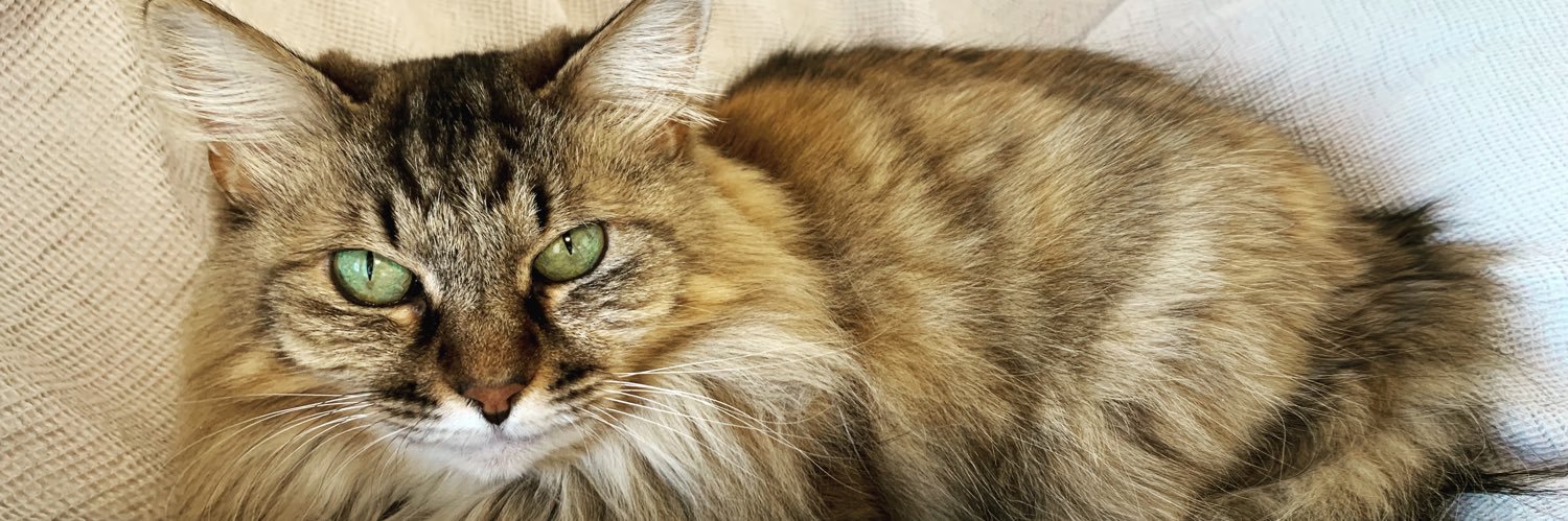 aihime_sama's profile banner image