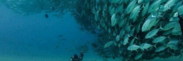 Scaumy Profile Banner