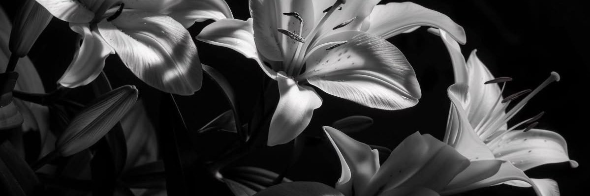 𝑪ecilia Marlowe. banner