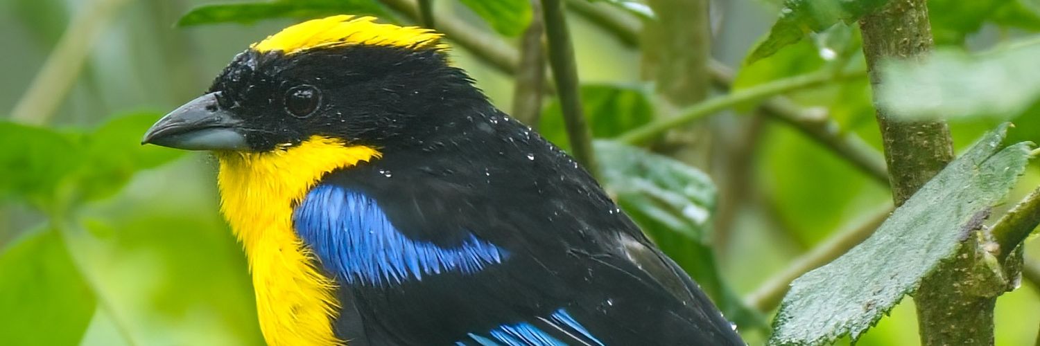 JoeWesKE's profile banner image