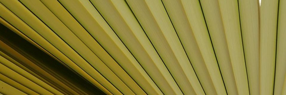 Venada_mx's profile banner image