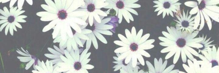 vivelavida's profile banner image