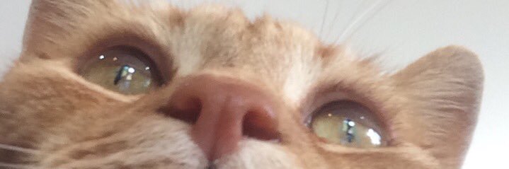 skankingbiscuit's profile banner image