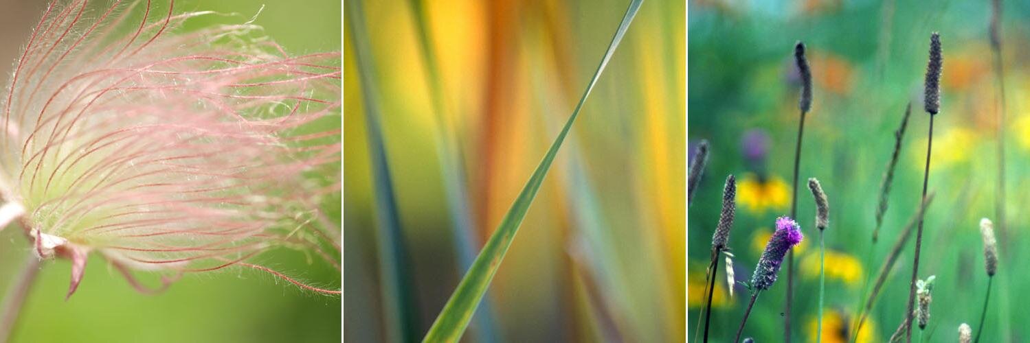 Chicago Tribune Suburban News banner