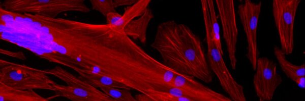 Inserm_EN Profile Banner