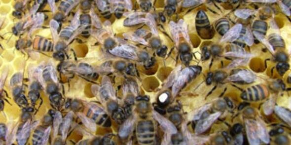 wokinghambees's profile banner image