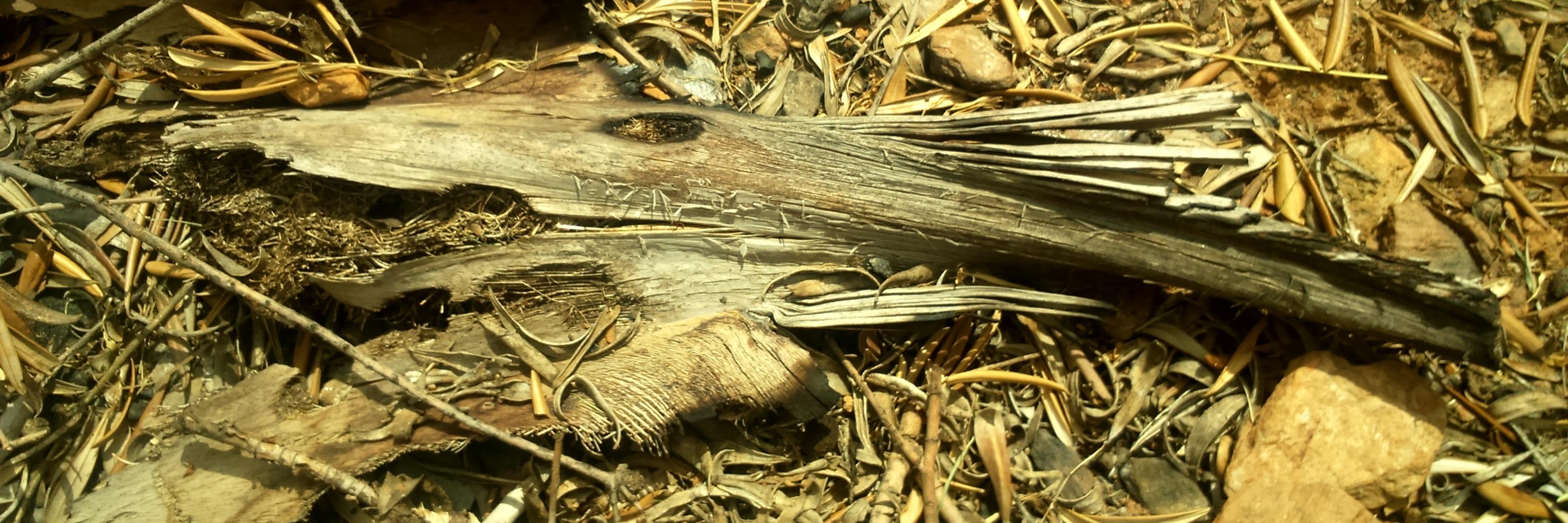 Daniela Othieno banner