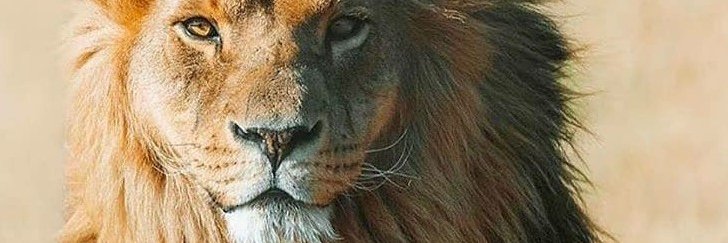 הרצל לוי banner