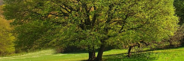 SyndicatACR Profile Banner