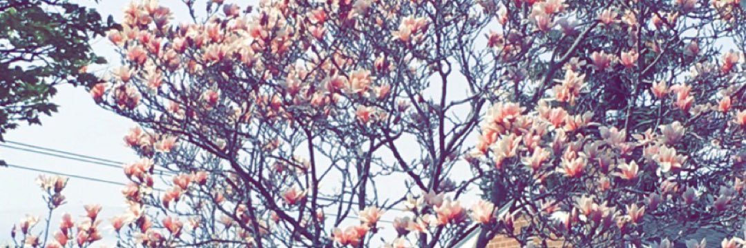 shee_zi's profile banner image