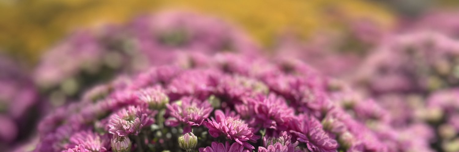 Erika Silvestrini banner