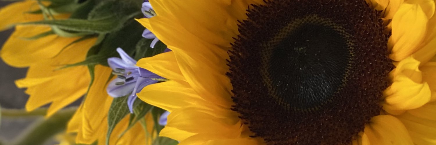 Amelia-Rose Morgan banner