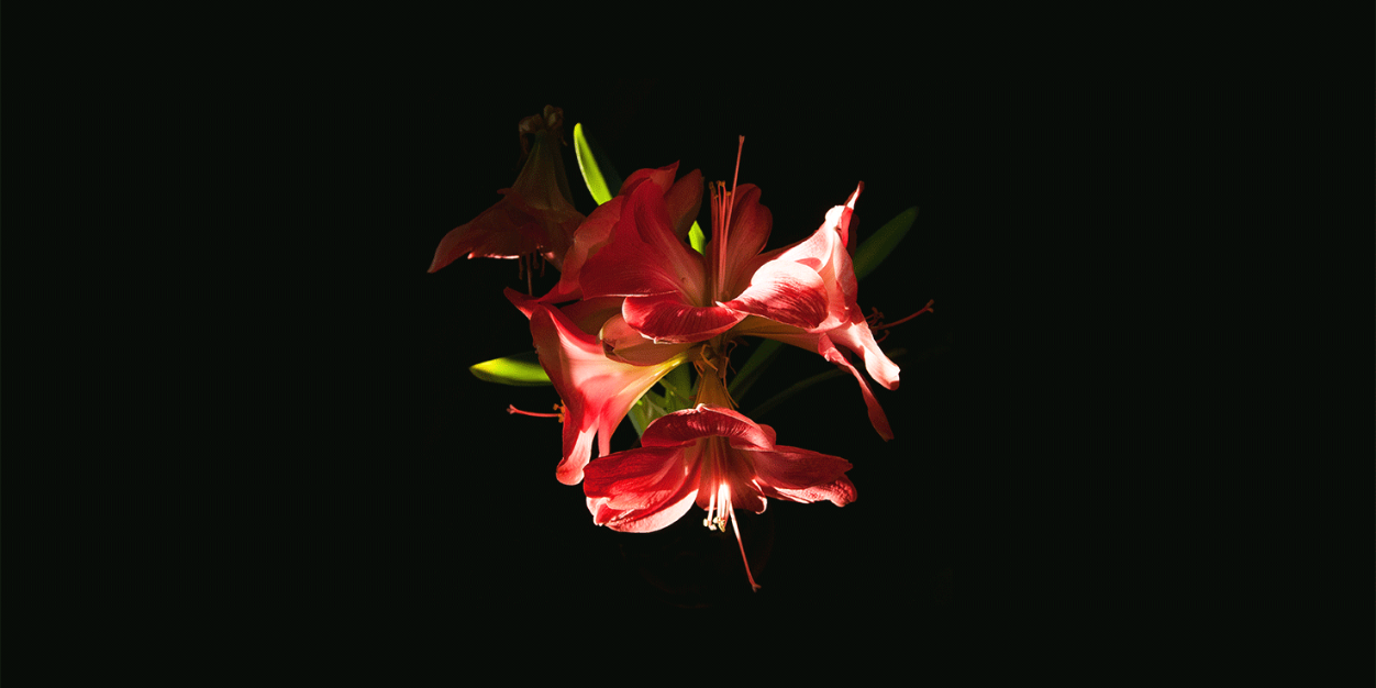 bonfa_mark's profile banner image