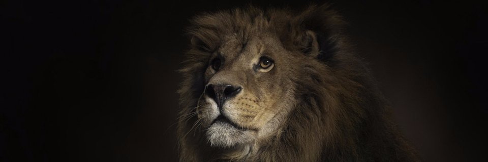 CHNULS's profile banner image