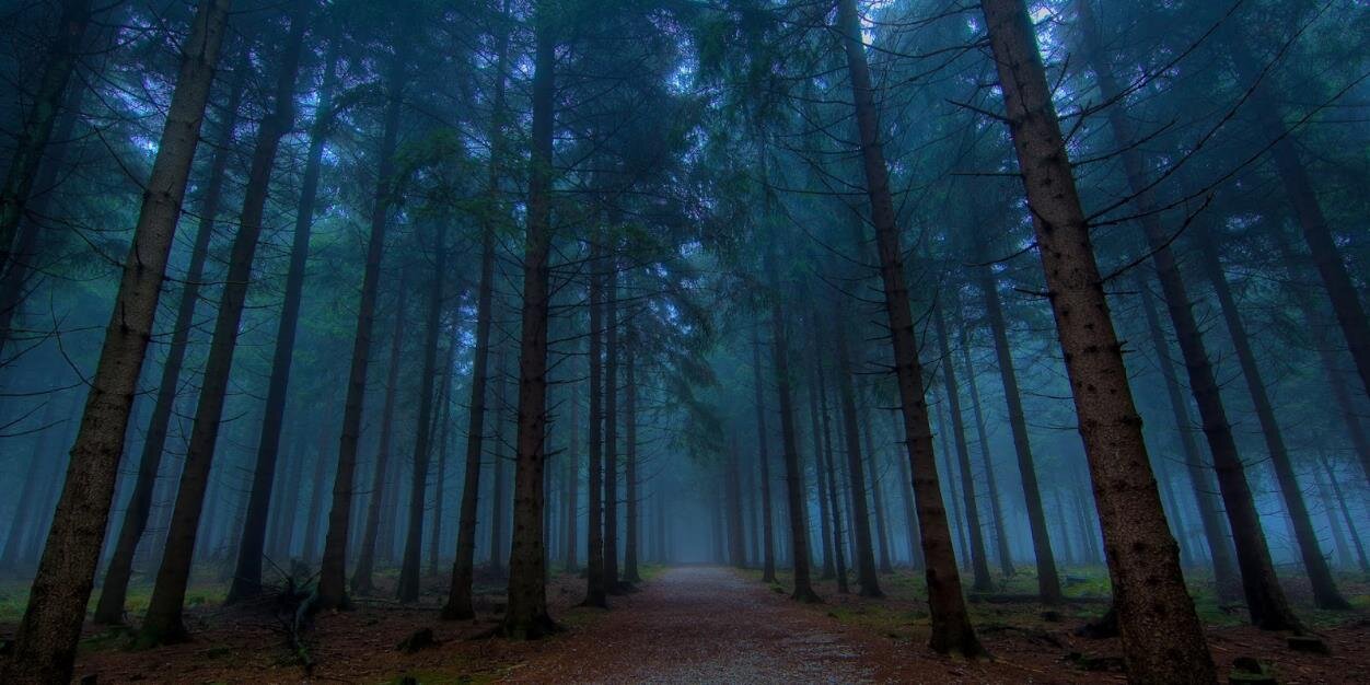 Gatito de su tigre banner