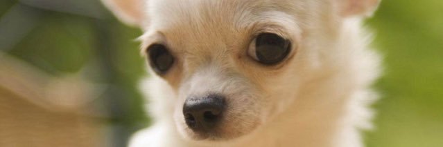_toebeans_'s profile banner image