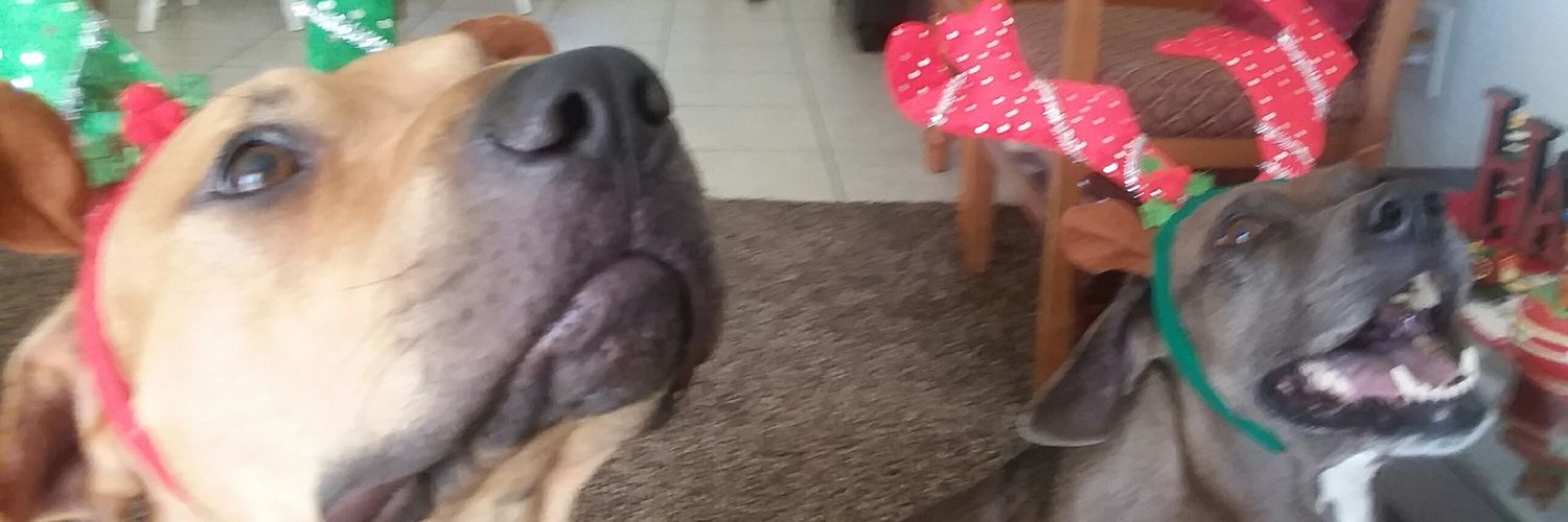 mydogsas's profile banner image