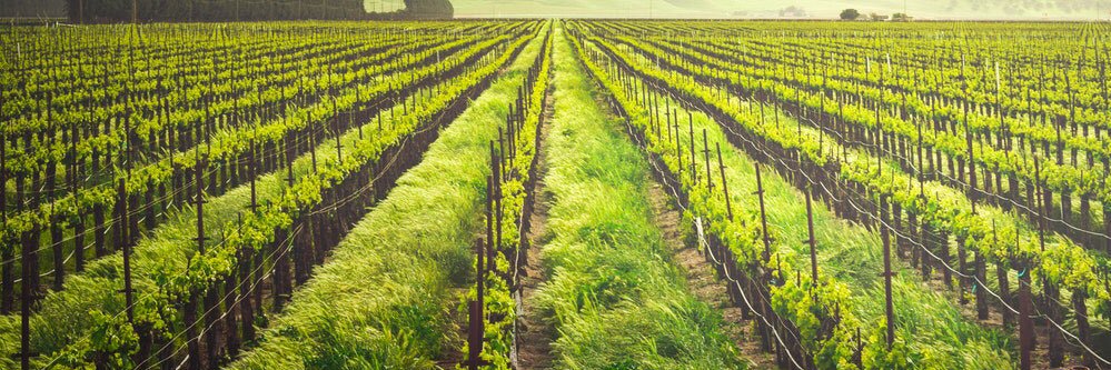 Fernando Camargo banner