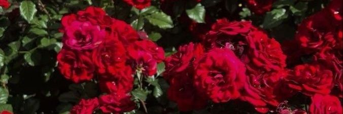nadeey banner