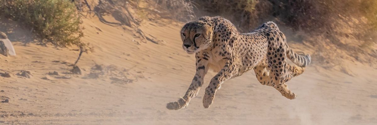 DinoDaTrindade's profile banner image