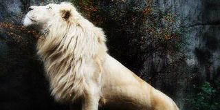 SNindyawarman's profile banner image