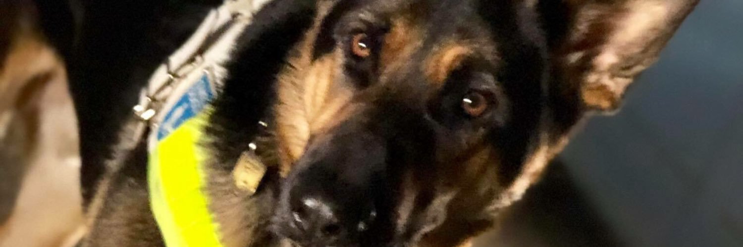 Diesel The Guide Dog banner